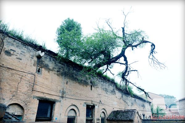 窑头上的老榆树，见证了陈家大院的传奇故事.jpg